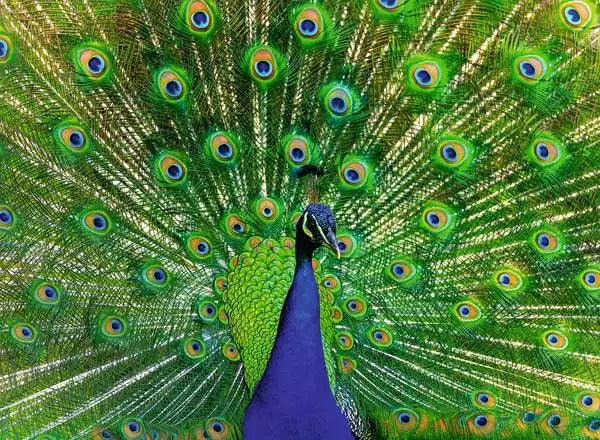 500 Piece Puzzle: Peacock - Ages 12+
