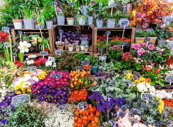 500 Piece Puzzle: Flower Market - Ages 12+