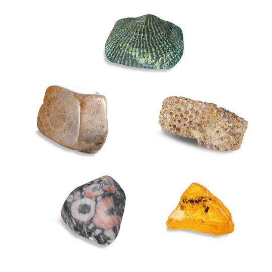 TK: Dig It! Fossils Real Fossil Excavation Kit - Ages 7+