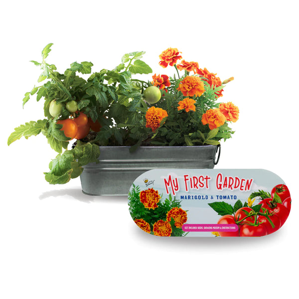 My First Garden Windowsill Grow Kit: Marigold & Tomato - Ages 6+