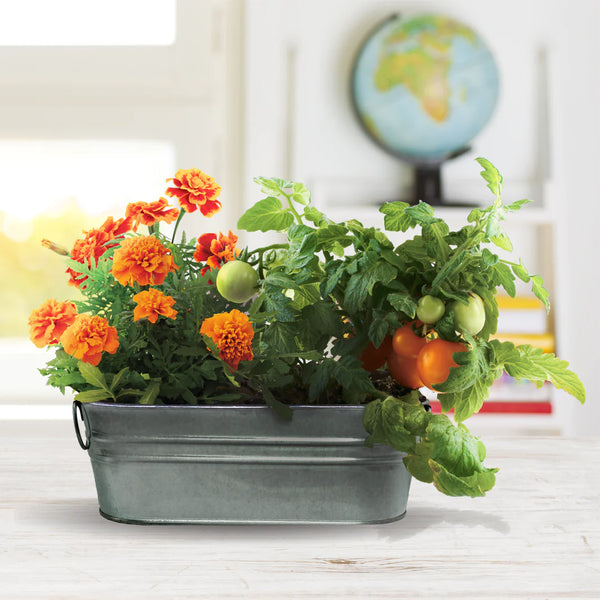 My First Garden Windowsill Grow Kit: Marigold & Tomato - Ages 6+