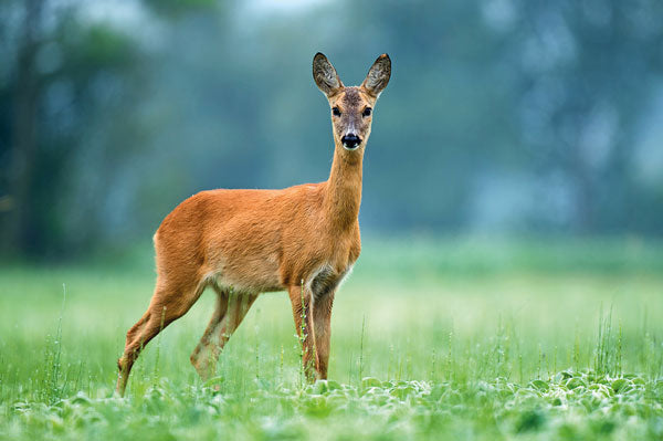 BrainStorm: Mini Monocular - Ages 6+