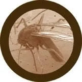 XL Mosquito 12" with Mini Tropical Diseases - Ages 3+