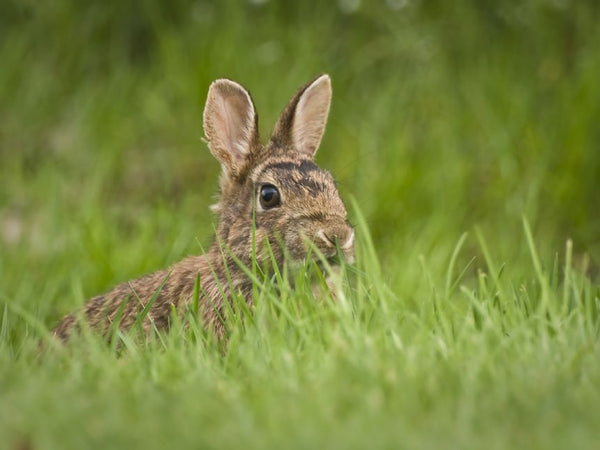 BrainStorm: Outdoor Adventure Binoculars - Ages 6+