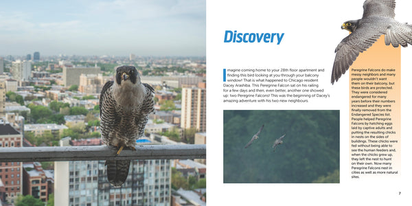 Falcons in the City: the Story of a Peregrine Family - Ages 7+