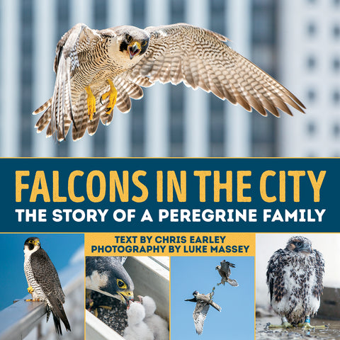 Falcons in the City: the Story of a Peregrine Family - Ages 7+