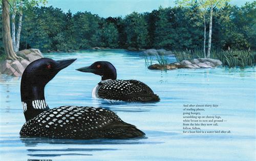 PB: Loon - Ages 4+